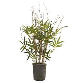 Bamboo Tree w/Cement Pot x 9 w/200 Lvs