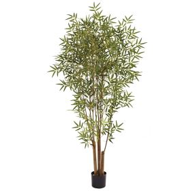 Japanese Bamboo Tree x 6 w/1920 Lvs