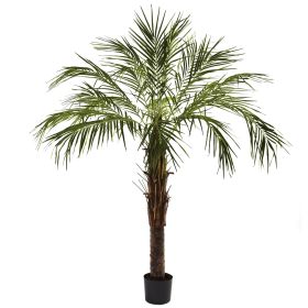 Robellini Palm Tree w/642 Lvs