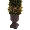 Mixed Golden Boxwood & Holly Topiary w/Urn