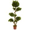 Pittispourm UV Resistant (Indoor/Outdoor) x 2 w/2688 Lvs