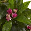 Plumeria Tree UV Resistant w/88 Lvs (Indoor/Outdoor)