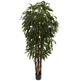 Raphis Palm Tree x 5 w/588 Lvs