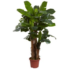 Banana Tree w/15" Pot w/UV