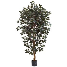 Capensia Ficus Tree x 3 w/1008 Lvs