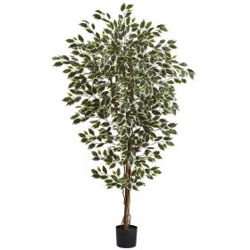 Hawaiian Ficus Tree x 3 w/1008 Lvs