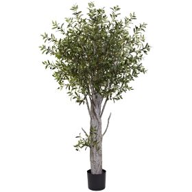 Olive Tree w/3864 Lvs