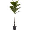 Fiddle Leaf Tree UV Resistant w/14 Lvs(Indoor/Outdoor)