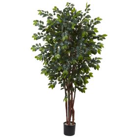 Sakaki Tree x 4w/ 1862 Lvs.