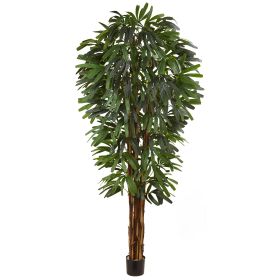 Raphis Palm Tree x 5 w/756 Lvs.