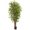 Black Olive Tree w/940 Lvs
