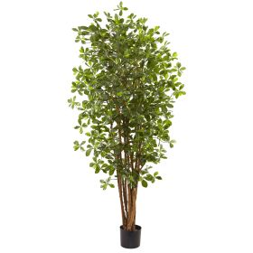 Black Olive Tree w/940 Lvs