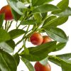 Potted Orange Tree