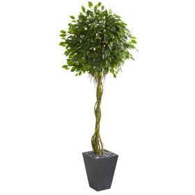 Ficus Tree in Slate Planter UV Resistant (Indoor/Outdoor)