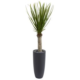 Yucca Tree in Gray Cylinder Planter