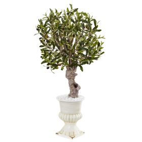 Olive Tree in White Urn