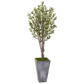 Olive Tree in Stone Planter