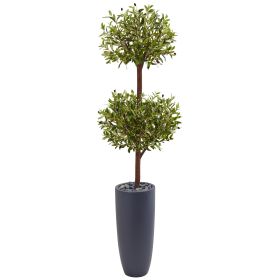Olive Double Tree in Gray Cylinder Planter