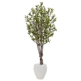 Olive Tree in White Oval Planter