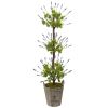 Lavender Topiary with Farmhouse Planter
