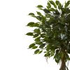 Ficus Tree with White Planter UV Resist (Indoor/Outdoor)