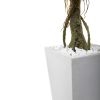 Ficus Tree with White Planter UV Resist (Indoor/Outdoor)