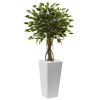 Ficus Tree with White Planter UV Resist (Indoor/Outdoor)