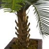 Cycas Tree in Wood Planter