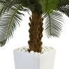 Cycas Tree in White Tower Planter