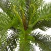 Cycas Tree in White Tower Planter