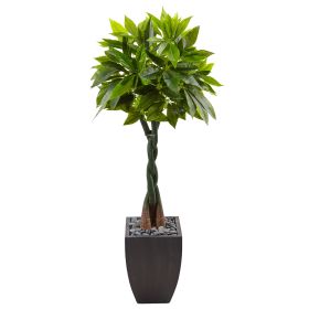 Money Tree in Black Square Planter