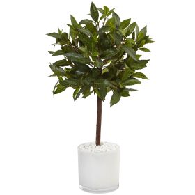 Sweet Bay Tree in White Cylinder