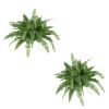 Boston Fern (Set of 2)