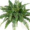 Boston Fern (Set of 2)