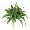 Boston Fern (Set of 2)