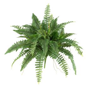 Boston Fern (Set of 2)