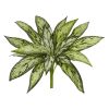 Silver Queen Artificial Plant (Set of 6)