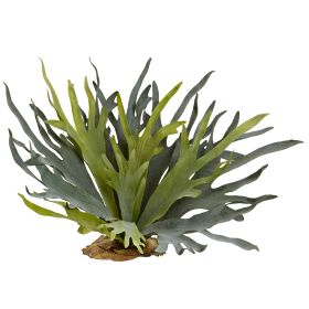 Staghorn Fern (Set of 2)