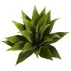 Agave Succulent Plant (Set of 2)