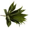 Agave Succulent Plant (Set of 2)