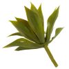 Mini Agave w/19 Lvs (Set of 12)