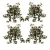 Hoya Hanging Bush (Set of 4)