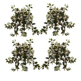 Hoya Hanging Bush (Set of 4)