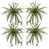 Spider Plant Bush (Set of 4)
