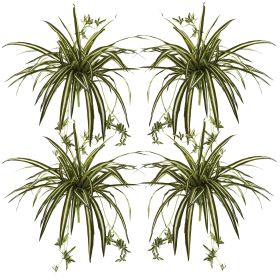 Spider Plant Bush (Set of 4)