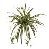 Spider Plant Bush (Set of 4)