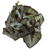 Rex Begonia Bush (Set of 12)
