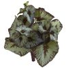 Rex Begonia Bush (Set of 12)
