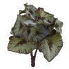 Rex Begonia Bush (Set of 12)