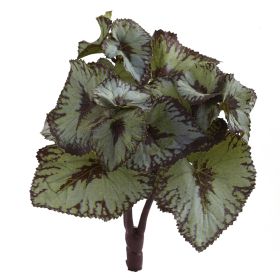 Rex Begonia Bush (Set of 12)